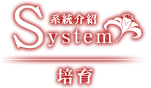 System 系統｜培育